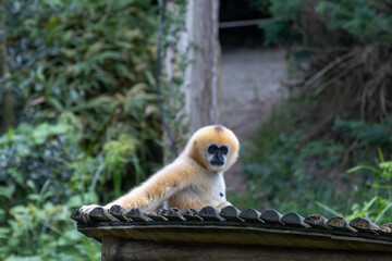Gibbon à favoris blancs