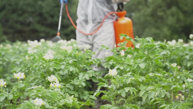 the farmer uses insecticide fungicide chemicals on the potato field, control of a whole complex of pests when using pesticides, red tank for preparation from the Colorado potato beetle and a sprinkler