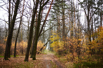 Fototapeta premium Autumn forest in October. The road in the forest.