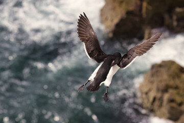 Freedom in Flight: Razorbill Soars Over Isle of May