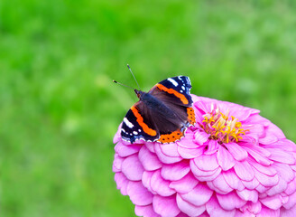 Butterfly on pink flower
