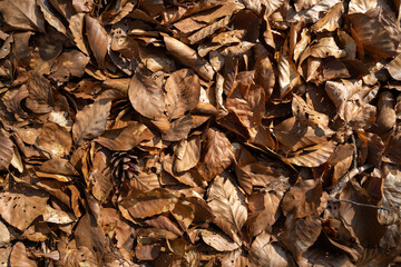 Autumn background with old brown beech leaves on the forest floor