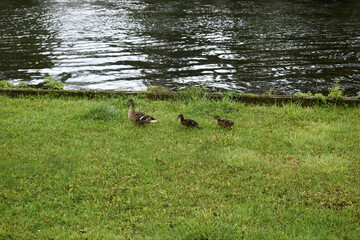 duck family walking on grass next to a waterside in the city.