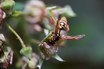 Wespe im Garten