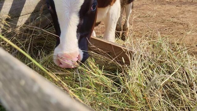 Black baby cow is happily chomping on herbage in the small barn