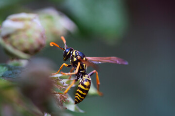Wespe im Garten