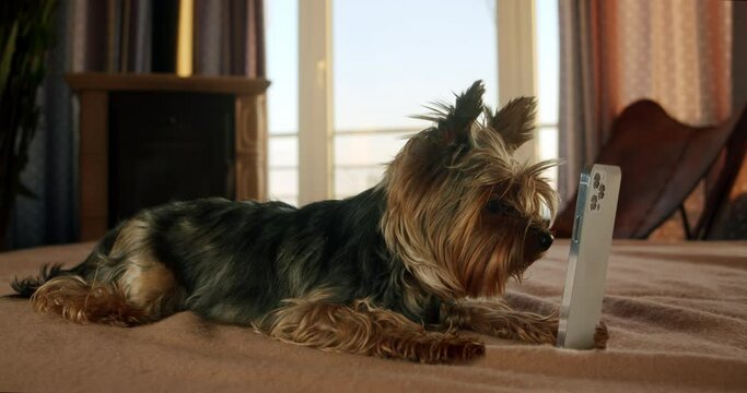 Cute yorkshire terrier dog using smartphone. Lying on bed, watching interesting content, information on smartphone. Cute pet, funny dog smartphone concept. Cozy home. AI, artificial intelligence chat
