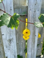 Wooden fence with yellow flowers poking their heads through the slats and a beautiful vine winding...