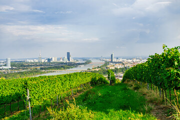 Vineyard rows on a hill in Vienna Austria Nusserg area, View on Vienna City