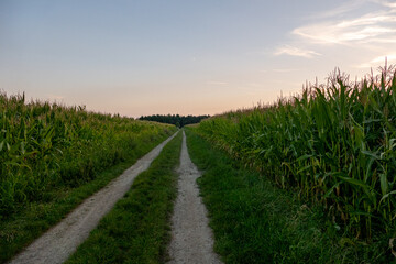 Fototapeta na wymiar Der Weg durch ein Maisfeld