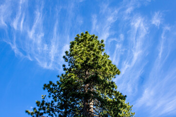 tree and sky