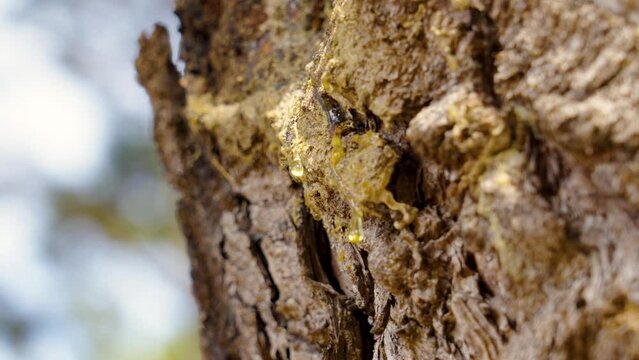 Resinous amber drops on a old pine tree trunk close up