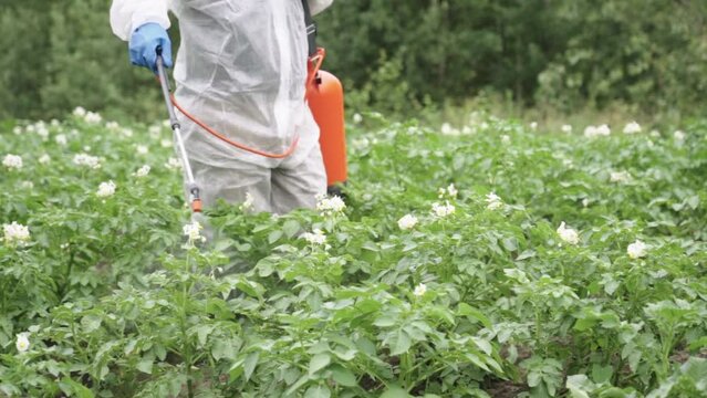 The worker destroys insects on potatoes, the treatment of nightshade grown from wireworm and Colorado potato beetle, use of effective insect venom, chemical acts instantly, effective insect repellent