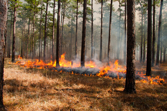 Prescribed fire in southern South Carolina, fire line