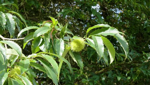 Sweet chestnut fruits on Castanea sativa tree with green lush foliage