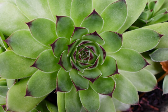 close up of a succulent semper vivum cactus