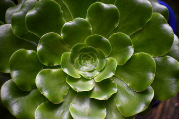 close up of green succulent plant
