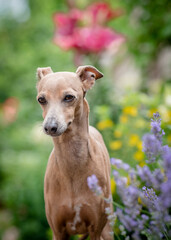 A beautiful dog stands on a path against the background of flower beds.