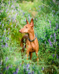 A beautiful red dog poses for a photo among tiny flowers. The breed of the dog is the Cirneco dell'Etna
