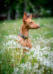 A beautiful red dog poses for a photo in a field with dandelions. The breed of the dog is the Cirneco dell'Etna
