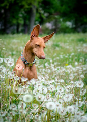 A beautiful red dog poses for a photo in a field with dandelions. The breed of the dog is the Cirneco dell'Etna