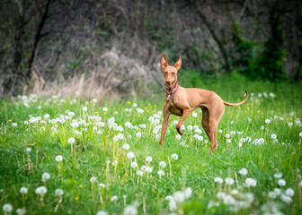 A beautiful red dog poses for a photo in a field with dandelions. The breed of the dog is the Cirneco dell'Etna