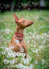 A beautiful red dog poses for a photo in a field with dandelions. The breed of the dog is the Cirneco dell'Etna