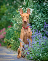 A beautiful red dog sits on a path against the background of flower beds. The breed of the dog is the Cirneco dell'Etna