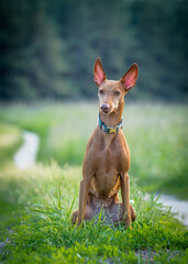 A beautiful red dog sits on the lawn. The breed of the dog is the Cirneco dell'Etna