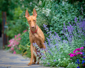 A beautiful red dog stans on a path against the background of flower beds. The breed of the dog is the Cirneco dell'Etna