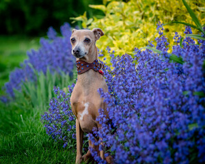 A cute dog in a collar sits among beautiful purple flowers