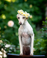 A very cute white dog poses for a photo in a beautiful flower wreath.