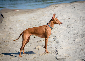 Beautiful red dog posing for a photo on the beach. The breed of the dog is the Cirneco dell'Etna