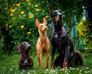  Cute dogs pose in a clearing in the garden. The breeds of the dogs are the Dachshund and Cirneco dell'Etna and Doberman.