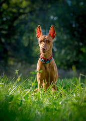 Cute red dog is resting in the grass. The breed of the dog is the Cirneco dell'Etna