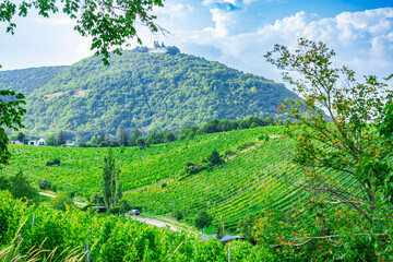 Vineyard rows on a hill in Vienna Austria Nusserg area, View on Kahlenberg hill
