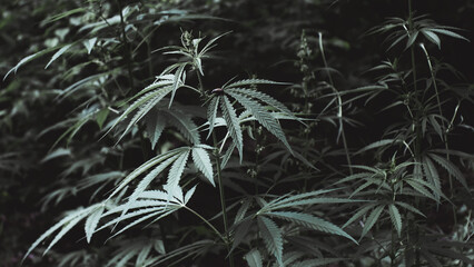 Wild Cannabis in forest, marijuana legalization