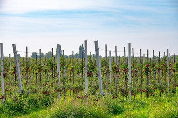 Fototapeta premium Harvesting time in fruit region of Netherlands, Betuwe, Gelderland, plantation of apple fruit trees in september, elstar, jonagold, ripe apples