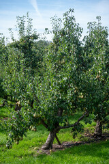 Green organic orchards with rows of Conference  pear trees with ripening fruits in Betuwe, Gelderland, Netherlands