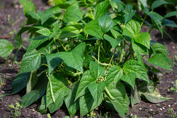 Ripe green long beans hanging on plant in garden