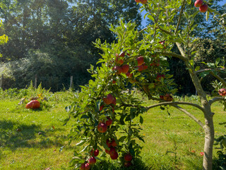 Pommes rouge et citrouille dans un jardin - 643244688