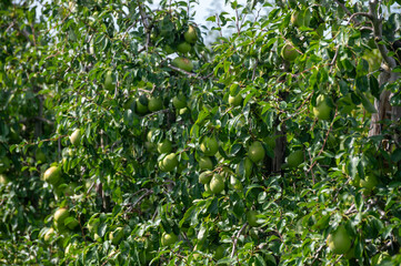 Green organic orchards with rows of Concorde pear trees with ripening fruits in Betuwe, Gelderland, Netherlands