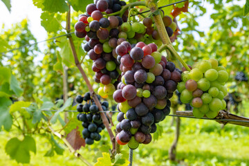 Wine making in Netherlands, ripe black red wine grape ready for harvest on Dutch vineyards in Betuwe, Gelderland