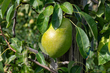 Green organic orchards with rows of Concorde pear trees with ripening fruits in Betuwe, Gelderland, Netherlands