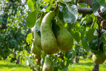 Green organic orchards with rows of Conference  pear trees with ripening fruits in Betuwe, Gelderland, Netherlands