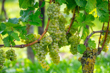 Wine making in Netherlands, ripe white and rose  wine grape Cabernet Blanc ready for harvest on...