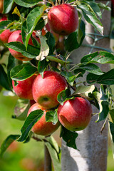Harvesting time in fruit region of Netherlands, Betuwe, Gelderland, plantation of apple fruit trees in september, elstar, jonagold, ripe apples