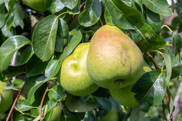 Green organic orchards with rows of Concorde pear trees with ripening fruits in Betuwe, Gelderland, Netherlands
