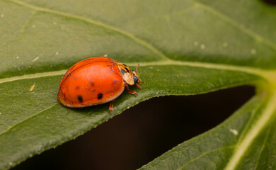 Ladybug on a Leaf
