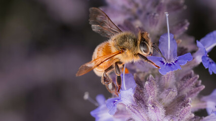 Honeybees